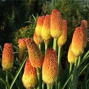 Книфофия Линеарис (Kniphofia Linearis)