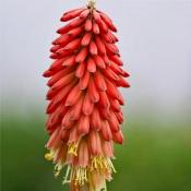 Книфофия Нэнсис Рэд (Kniphofia Nancy's Red)