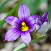 Sisyrinchium angustifolium