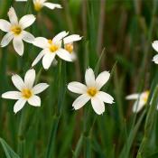 Сисюринхий белый узколистный (Sisyrinchium angustifolium album)