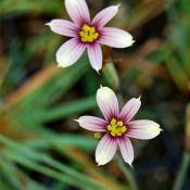 Sisyrinchium atlanticum 