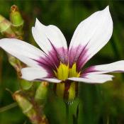 Sisyrinchium atlanticum