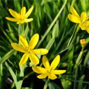 Sisyrinchium californicum