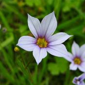 Сисюринхий однолетний (Sisyrinchium iridifolium)