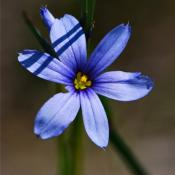 Сисюринхий (Sisyrinchium montanum)