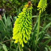 Книфофия Лайм Баттер (kniphofia lime butter)