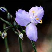 Традесканция (Tradescantia pinetorum)