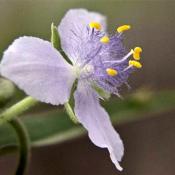 Традесканция (Tradescantia roseolens)