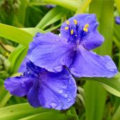 Традесканция Вирджиния (Tradescantia virginiana)