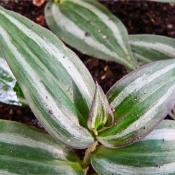 Традесканция Зебрина (tradescantia zebrina)