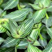 Традесканция Каллисия (tradescantia Callisia)