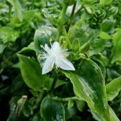 Традесканция белоцветковая Альбифлора (tradescantia albiflora)