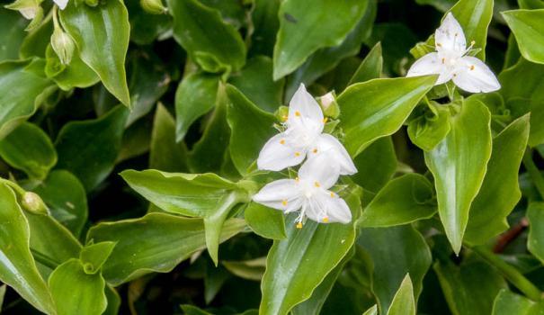 Традесканция приречная (tradescantia fluminensis)