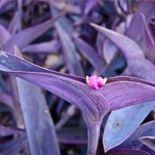 Традесканция Паллида (tradescantia pallida)