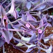 Традесканция пурпурная (tradescantia setcreaseapurpurea)