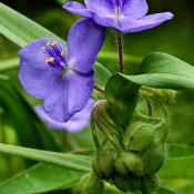 Традесканция Вирджиния (Tradescantia virginiana)