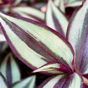 tradescantia_zebrina_5