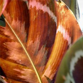 Calathea_07-1