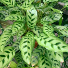 Калатея леопардовая (Calathea leopardina)