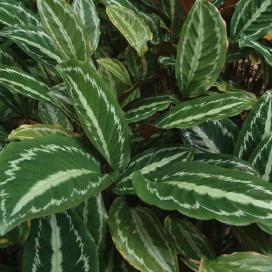 Калатея раскрашенная 'Vandenheckei' (Calathea Picturata 'Vandenheckei')