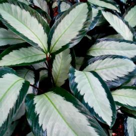 Калатея раскрашенная 'Argentea' (Calathea Picturata 'Argentea')