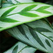 Калатея Бахема (Calathea bachemiana)