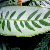 Калатея Бахема (Calathea bachemiana)