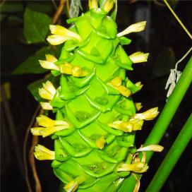 Калатея цилиндрика (Calathea cylindrica)