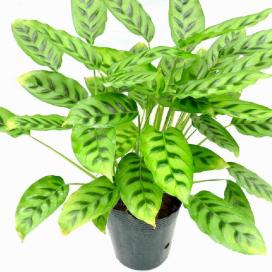 Калатея леопардовая (Calathea leopardina)