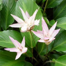 Калатея (Calathea loeseneri)