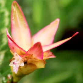 Калатея (Calathea loeseneri)