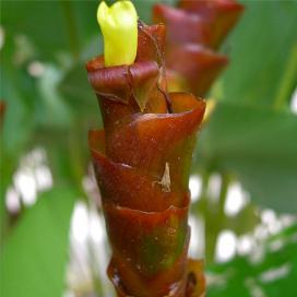 Калатея желтая (Calathea lutea)