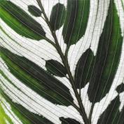 Калатея Макоя (Calathea makoyana)