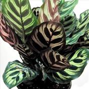 Калатея Макоя (Calathea makoyana)