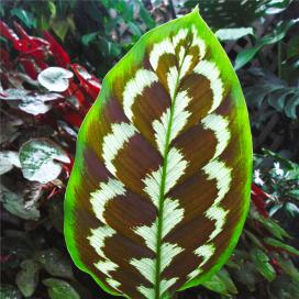 Калатея псевдовейчиана (Calathea pseudoveitchiana)