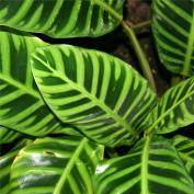 Салатея зебрина (Calathea zebrina)