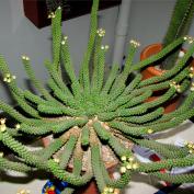 Молочай Голова медузы (Euphorbia caput medusae)