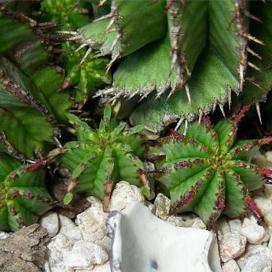 Молочай цереусовидный (Euphorbia cereiformis)