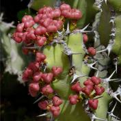 Молочай голубоватый (Euphorbia coerulescens)