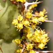 Молочай голубоватый (Euphorbia coerulescens)