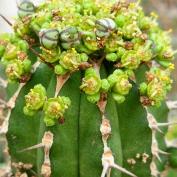 Молочай-колючка (Euphorbia echinus)