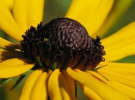 Рудбекия (Rudbeckia)