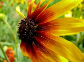 Рудбекия волосистая (Rudbeckia hirta)