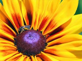 Рудбекия волосистая (Rudbeckia hirta)