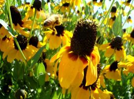 Рудбекия обхватывающая (Rudbeckia amplexicaulis)