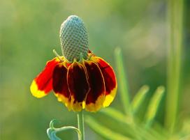 Рудбекия обхватывающая (Rudbeckia amplexicaulis)