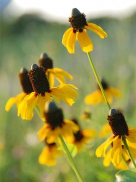 Рудбекия обхватывающая (Rudbeckia amplexicaulis)