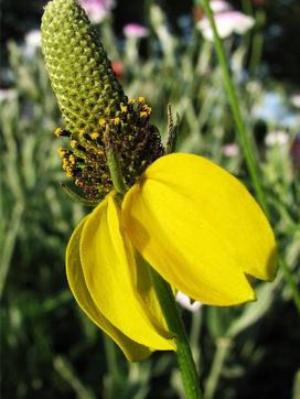 Рудбекия обхватывающая (Rudbeckia amplexicaulis)