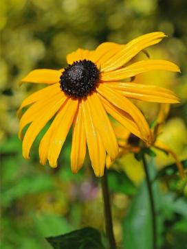 Рудбекия блестящая (Rudbeckia fulgida)