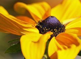 Рудбекия блестящая (Rudbeckia fulgida)